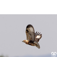 گونه سارگپه کوهی Upland Buzzard